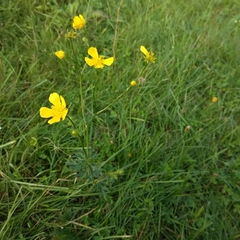 Ranunculus acris
