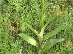Platanthera huronensis