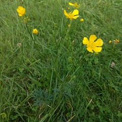 Ranunculus acris