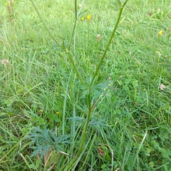 Ranunculus acris