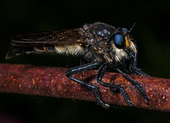 Promachus painteri