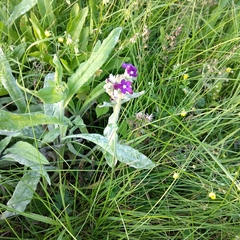 Anchusa officinalis
