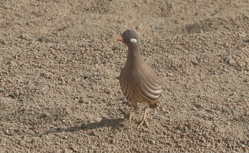 Sand Partridge (Ammoperdix heyi), photo 5