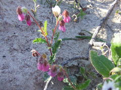 Hermannia heterophylla