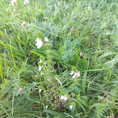 Euphrasia