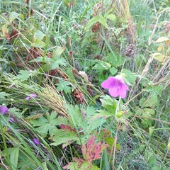 Geranium palustre