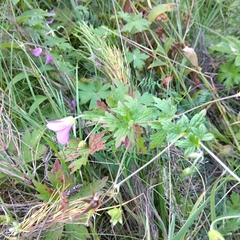 Geranium palustre