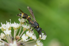 Symmorphus bifasciatus