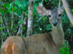 Odocoileus virginianus sinaloae
