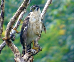 Micrastur semitorquatus