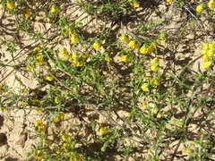 Hermannia linifolia