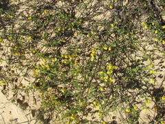 Hermannia linifolia