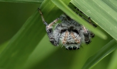 Paraphidippus aurantius