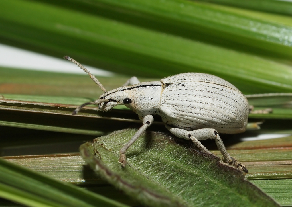 Celebia modesta