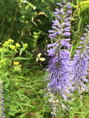 Bombus vagans bolsteri