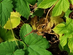 Sympetrum costiferum