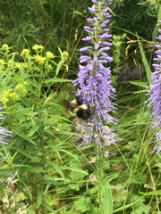 Bombus vagans bolsteri
