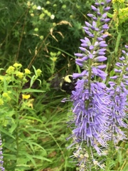 Bombus vagans bolsteri