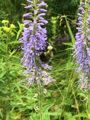 Bombus vagans bolsteri