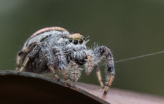 Paraphidippus aurantius