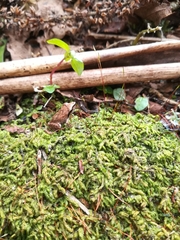 Pristimantis thectopternus