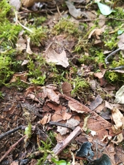 Pristimantis thectopternus