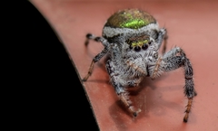 Paraphidippus aurantius