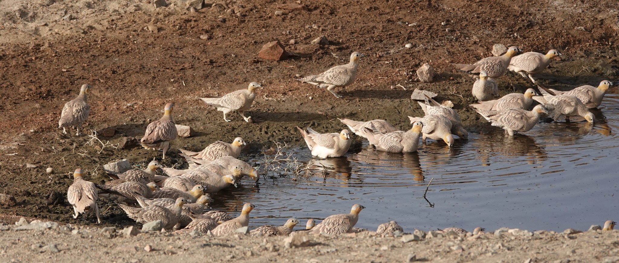 Crowned Sandgrouse (Pterocles coronatus), photo 8