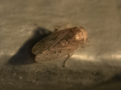 Ponana quadralaba