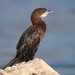 Pygmy Cormorant - Photo (c) ward123, some rights reserved (CC BY-NC)