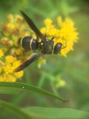 Euodynerus castigatus