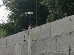 Sceloporus cyanogenys