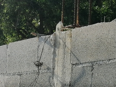 Sceloporus cyanogenys