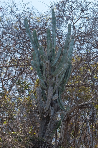 Stenocereus chrysocarpus (Stenocereus chrysocarpus)