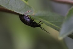 Otiorhynchus sulcatus