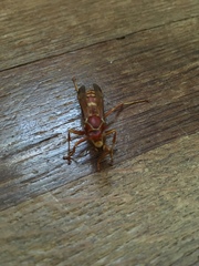 Polistes apachus