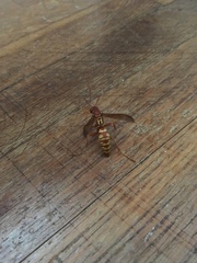 Polistes apachus