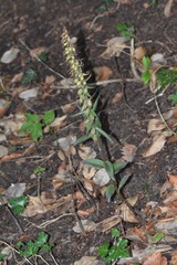Epipactis purpurata