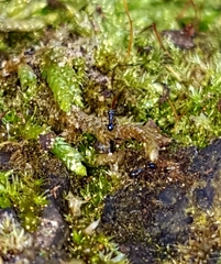 Pheidole metallescens