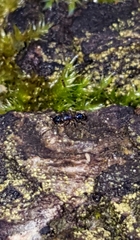 Pheidole metallescens