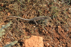 Podarcis tauricus
