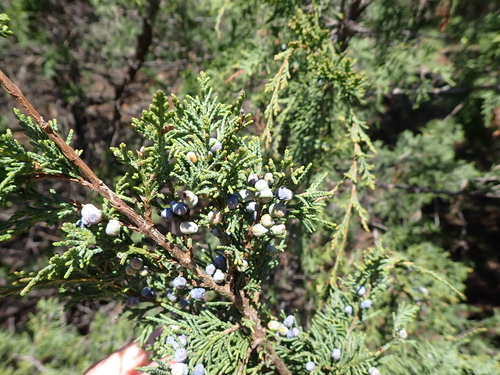 Image of Juniperus maritima by (c) John Brew, some rights reserved (CC BY)