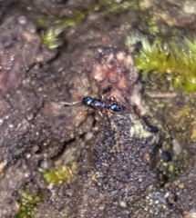 Pheidole metallescens