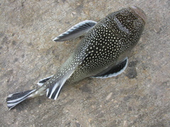 Astroscopus y-graecum