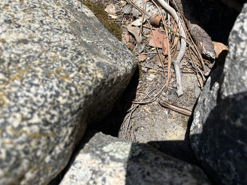 iNaturalist observation photo of Gilbert's Skink