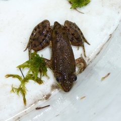 Lithobates virgatipes