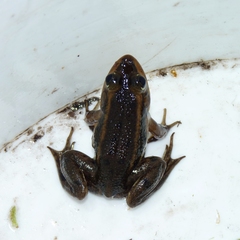 Lithobates virgatipes