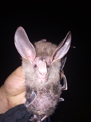 Chrotopterus auritus