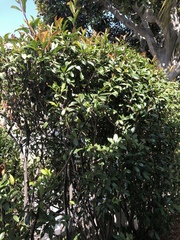 Photinia × fraseri