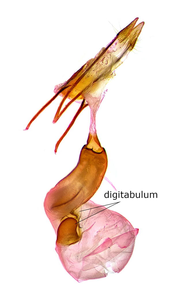 Transfigured Hydriomena